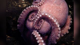 A mother octopus broods her eggs near a small outcrop of rock unofficially called El Dorado Hill. When a female octopus broods (which can be a time span of multiple years), she does not eat and dies around the same time that her eggs hatch.