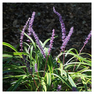 A liriope plant