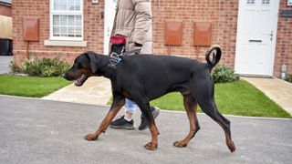 Dobermann Pinscher