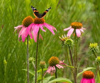 coneflower and butterfly