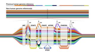 Depiction of the old human reference genome, mostly based on one person's DNA, alongside the new pangenome, based on 47 people's dna