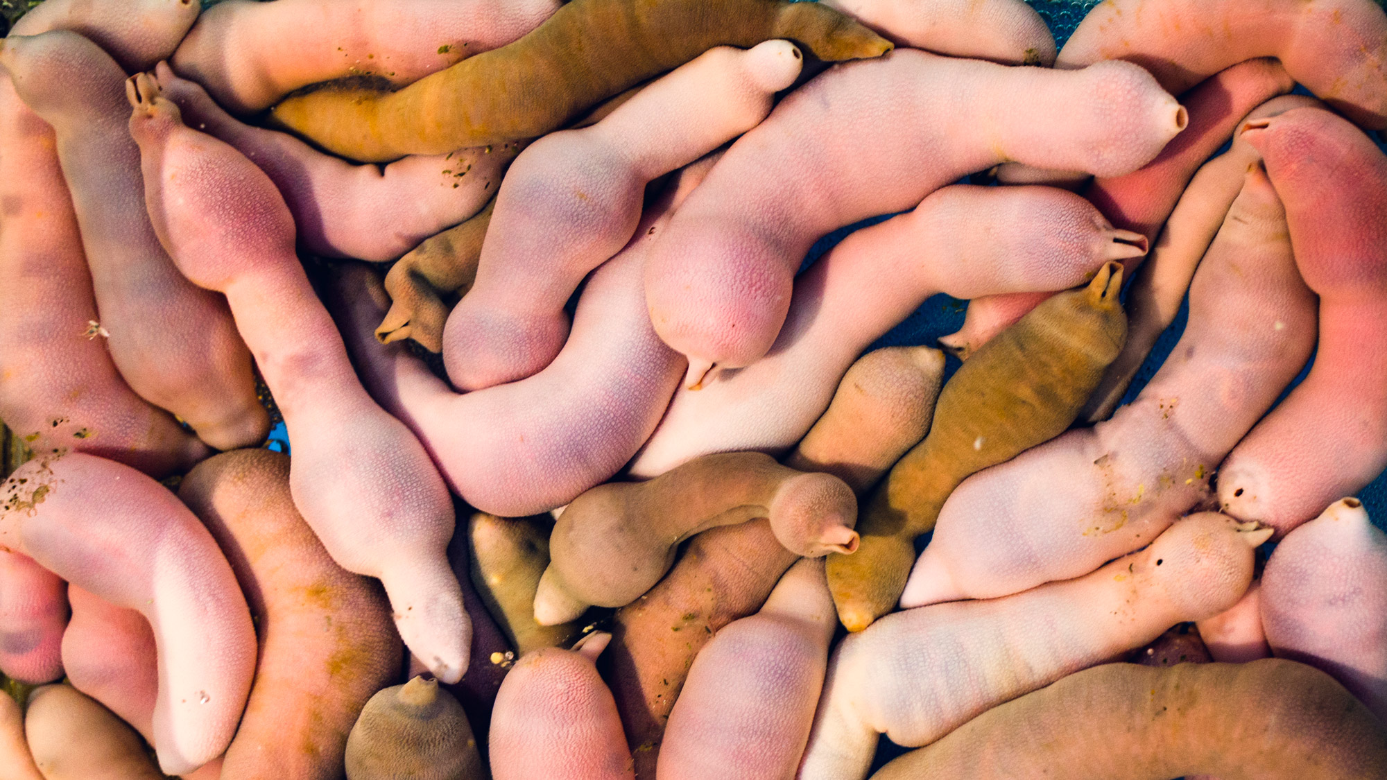 Thousands of 10-Inch 'Penis Fish' Washed Up on a California Beach | Live  Science