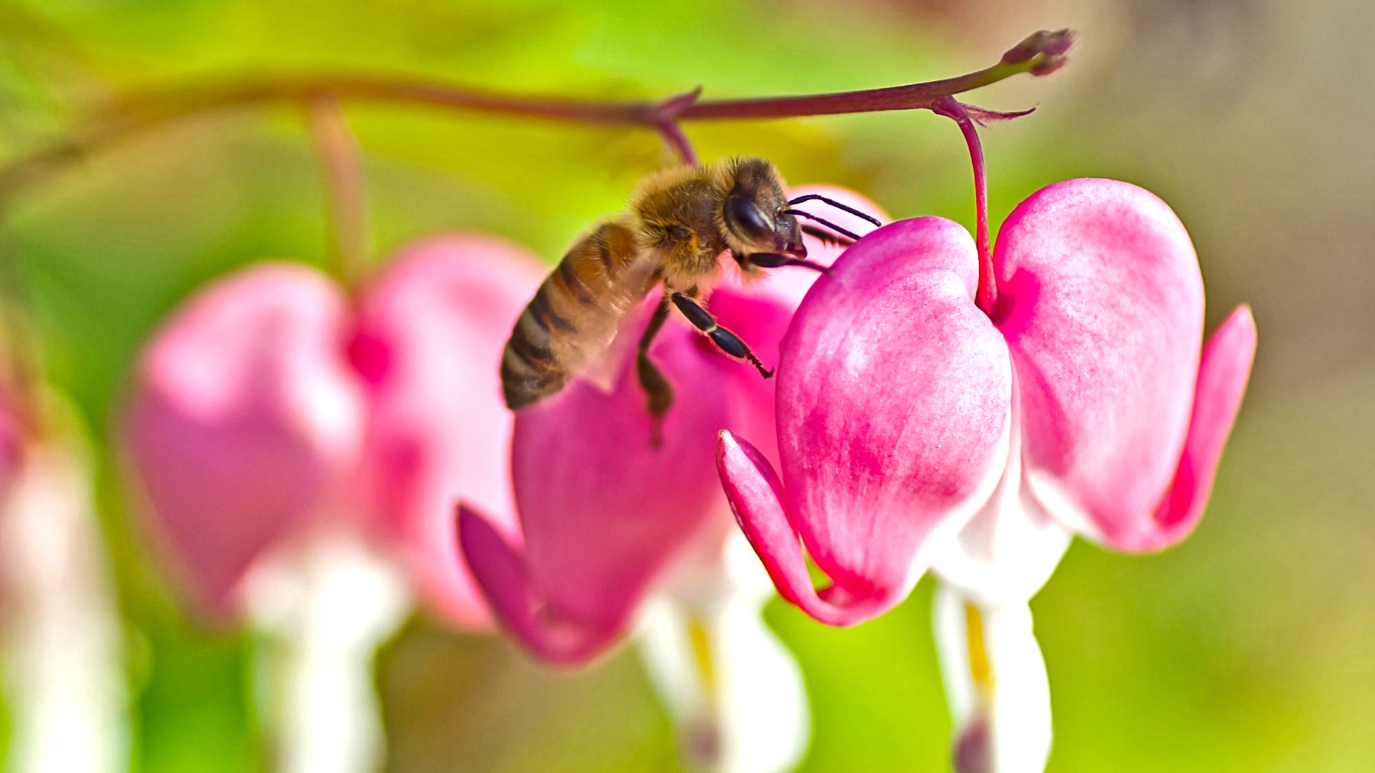 Bee on a bleeding heart flower