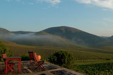 Douro wines, Ramos Pinto’s Quinta de Ervamoira vineyard, planted ‘vertically’ without terraces