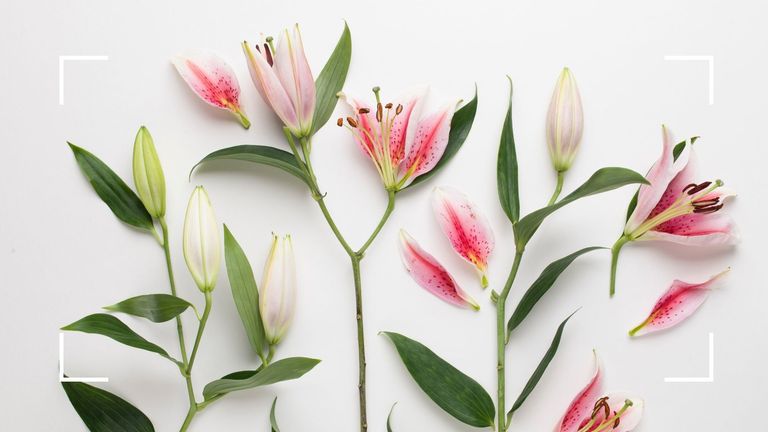 pink lilies on a white background