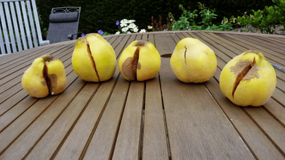 Five Cracked Open Quince Fruits
