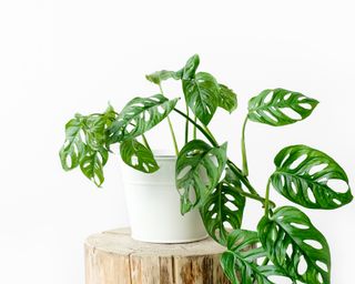 Plants to avoid in the bathroom