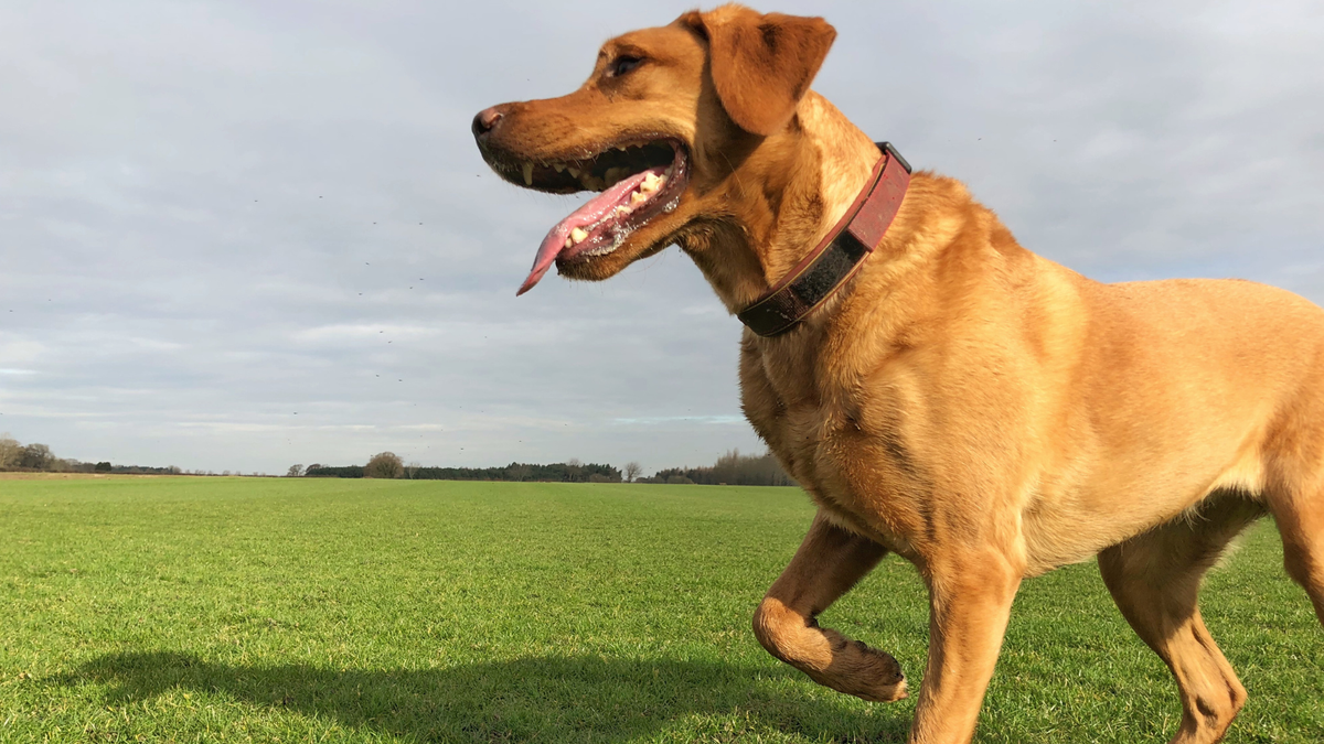 Brown dog lifting his paw off the ground on a field of grass, one of the symptoms of luxating patella in dogs