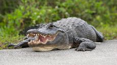 An alligator in Shark Valley, Florida. (This is NOT the alligator that attacked the man in Louisiana.)