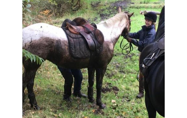 pony rescued bog