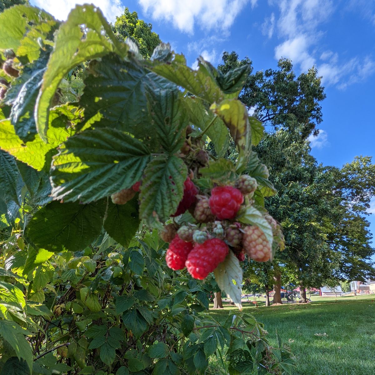 Pixel 5a camera samples