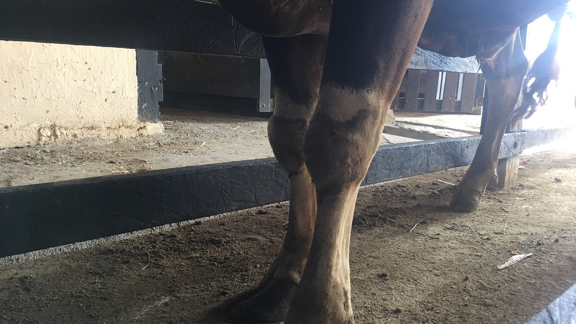 a close-up photo of the swollen knees of a cow that's standing in a barn