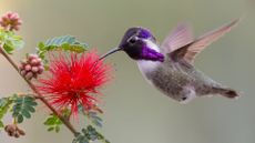 A close-up of a hummingbird pollinating from a red flower