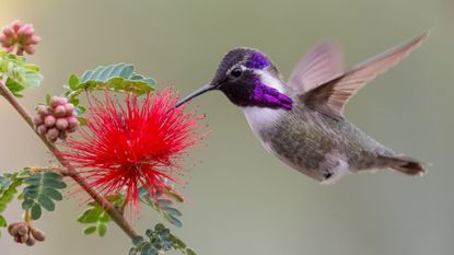 A close-up of a hummingbird pollinating from a red flower