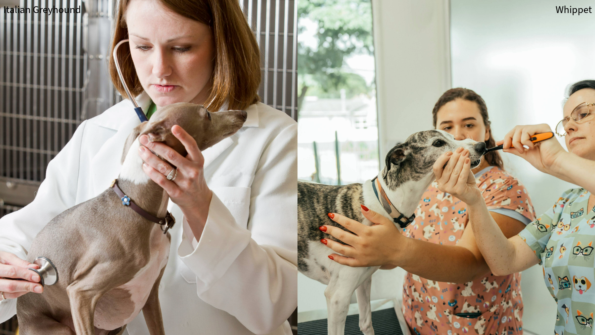 Collage of a vet checking an Italian Greyhound with a stethoscope and two women checking a whippet's teeth