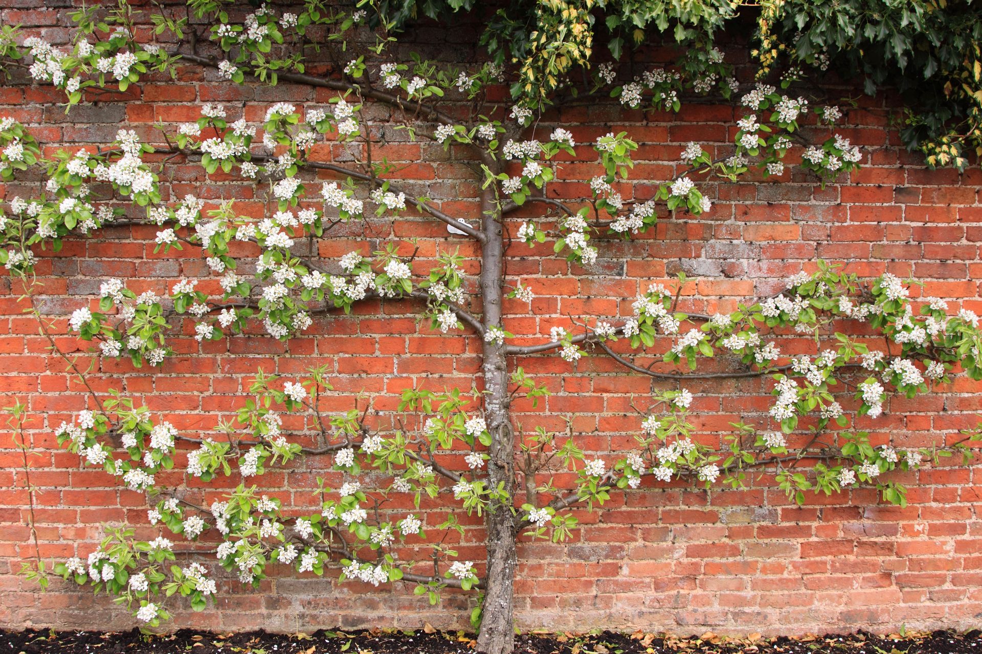 Best Fast-growing Fruit Trees: 10 Vigorous Fruit Trees To Grow | Homes ...