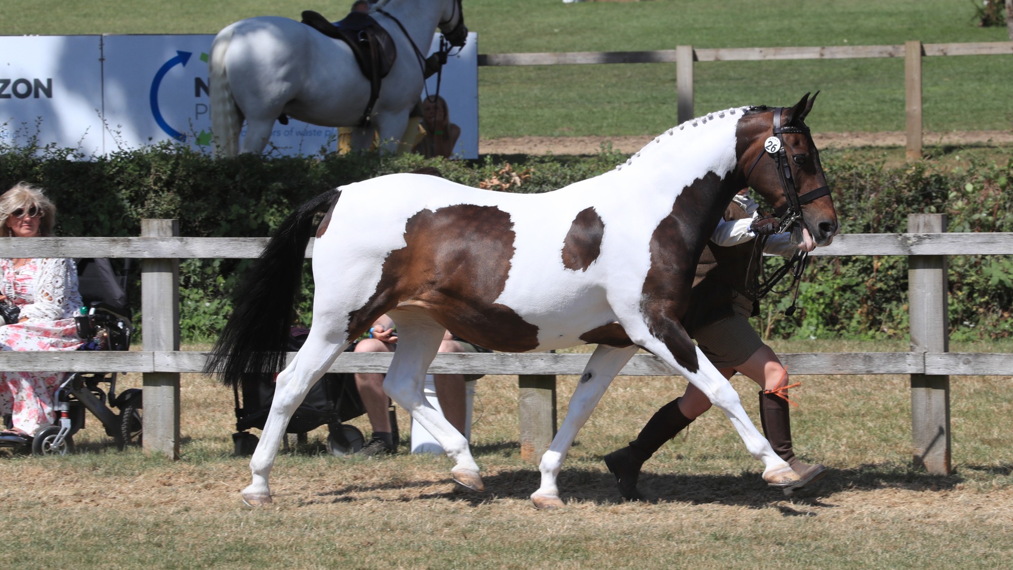 Coloured pony Shemika Snip is trotting round the ring at the 2026 Royal International Horse Show