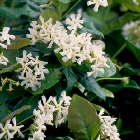 Expert Gardener Star Jasmine 'large Leaf' (2.5 Quart) Aromatic White Blooming Evergreen Vine - Full Sun Live Outdoor Plant