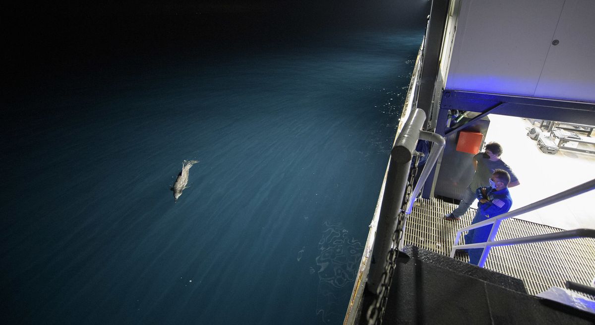 Bill Spetch, manager of NASA's ISS Transportation Integration Office and NASA astronaut Joe Acaba watch a dolphin swim along with the SpaceX GO Navigator recovery ship as NASA and SpaceX teams prepare for the landing of the SpaceX Crew Dragon Resilience spacecraft in the Gulf of Mexico, off the coast of Panama City, Florida, on May 1, 2021.