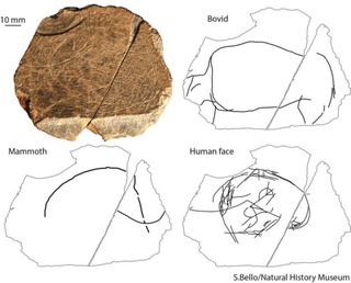 Some of the ancient drawings are overlaid on each other. The engravings on this stone fragment are thought to show a bovid animal like an ox or bison; the outline of a mammoth; and circular scratches that could portray a human face.