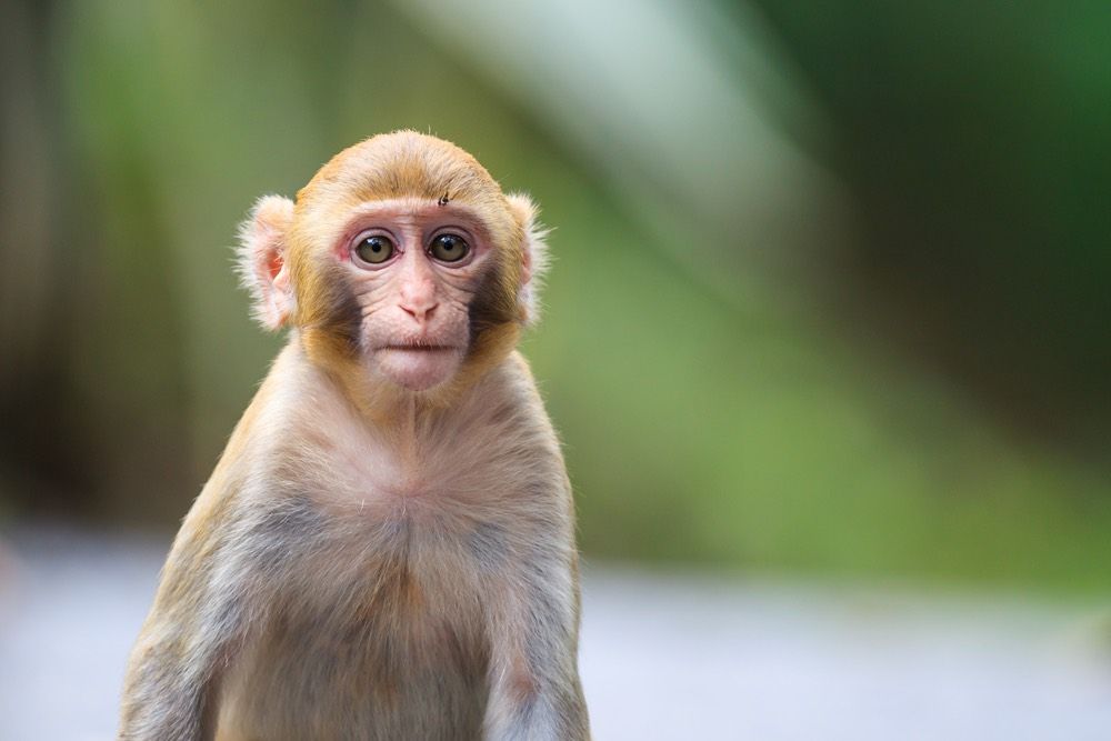 Portrait of a Baby Rhesus macaque monkey (Macaca mulatta).