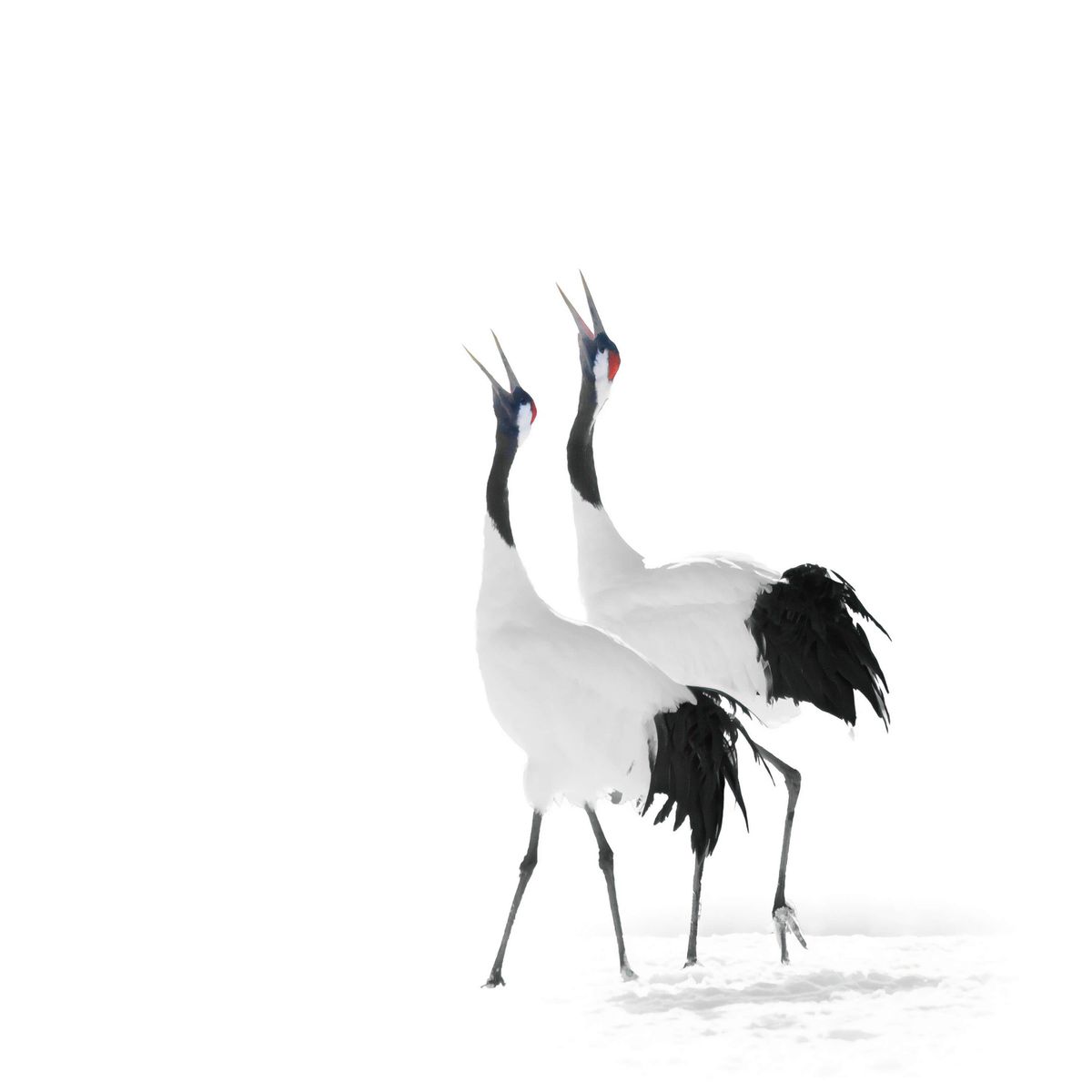 Red-crowned crane.