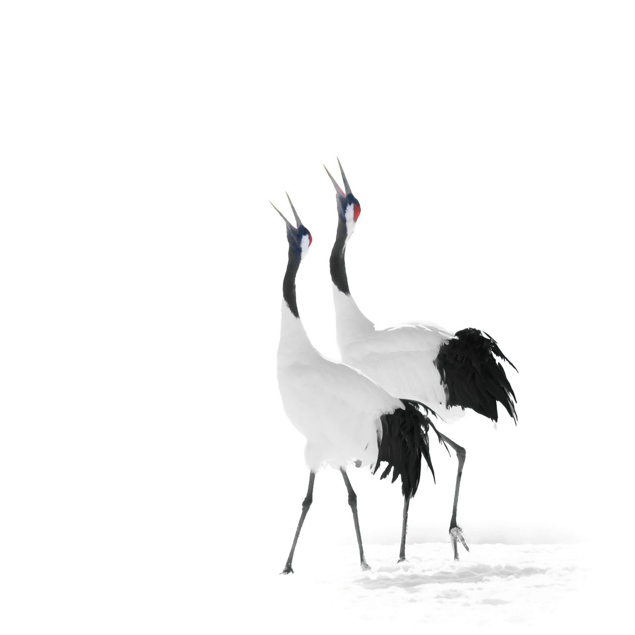 Red-crowned crane.