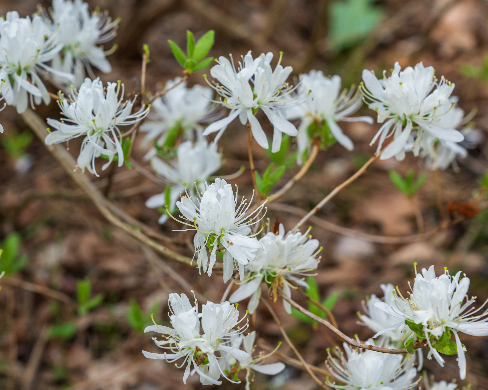 White azalea blossoms
