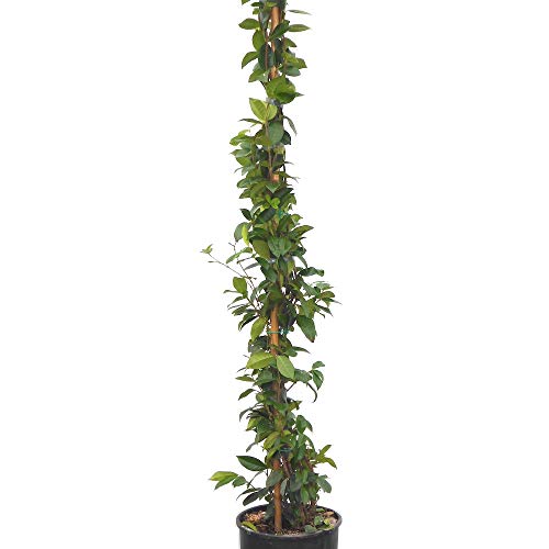 Scented Evergreen Star Jasmine. Large Plants in 7.5 Litre Pots Grown by Worldgardenplants. 60-90m Tall Plants : Amazon.co.uk: Garden