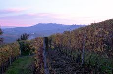 Barolo 2016 Late Releases