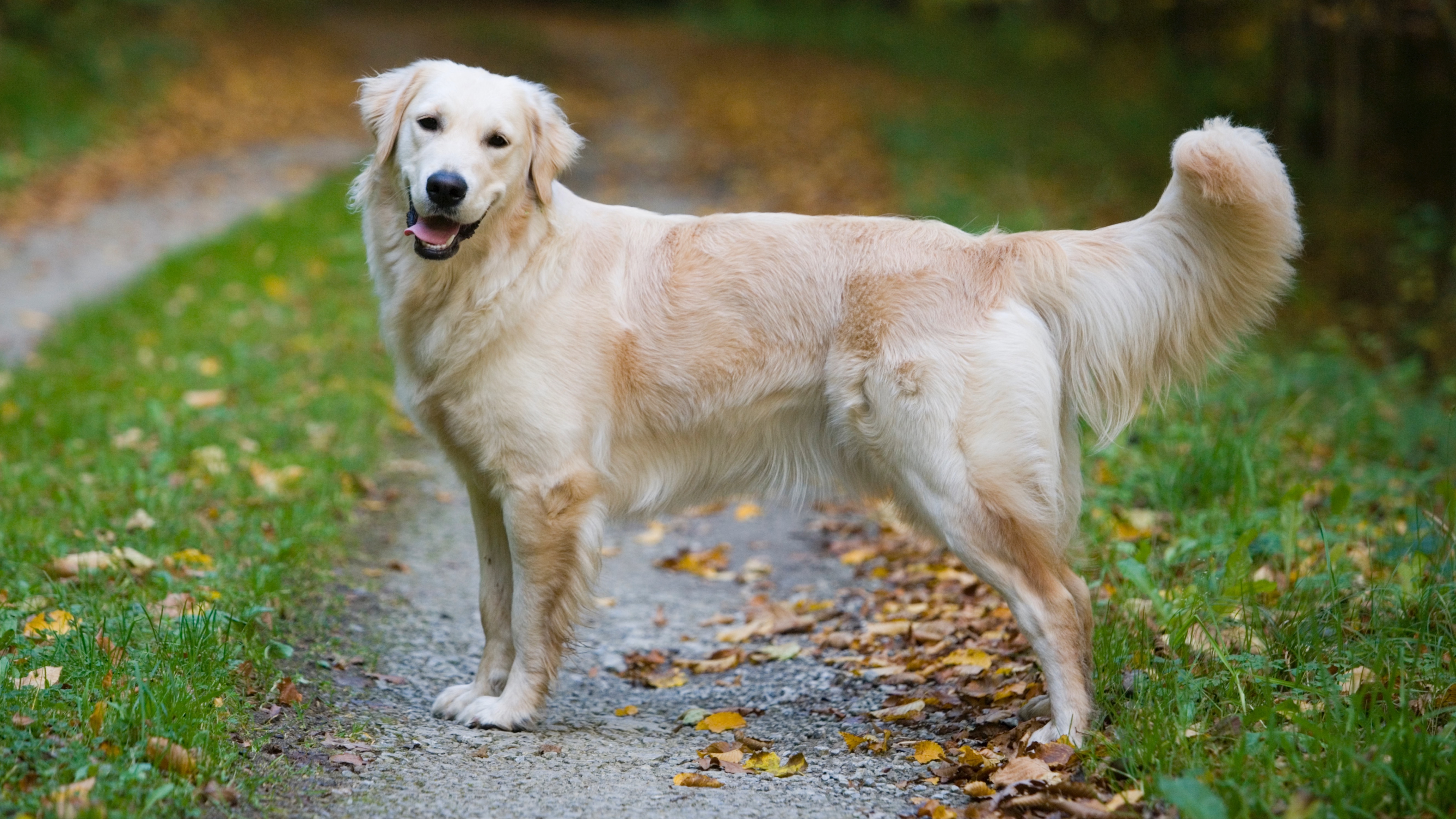 Golden Retriever standing outside on path