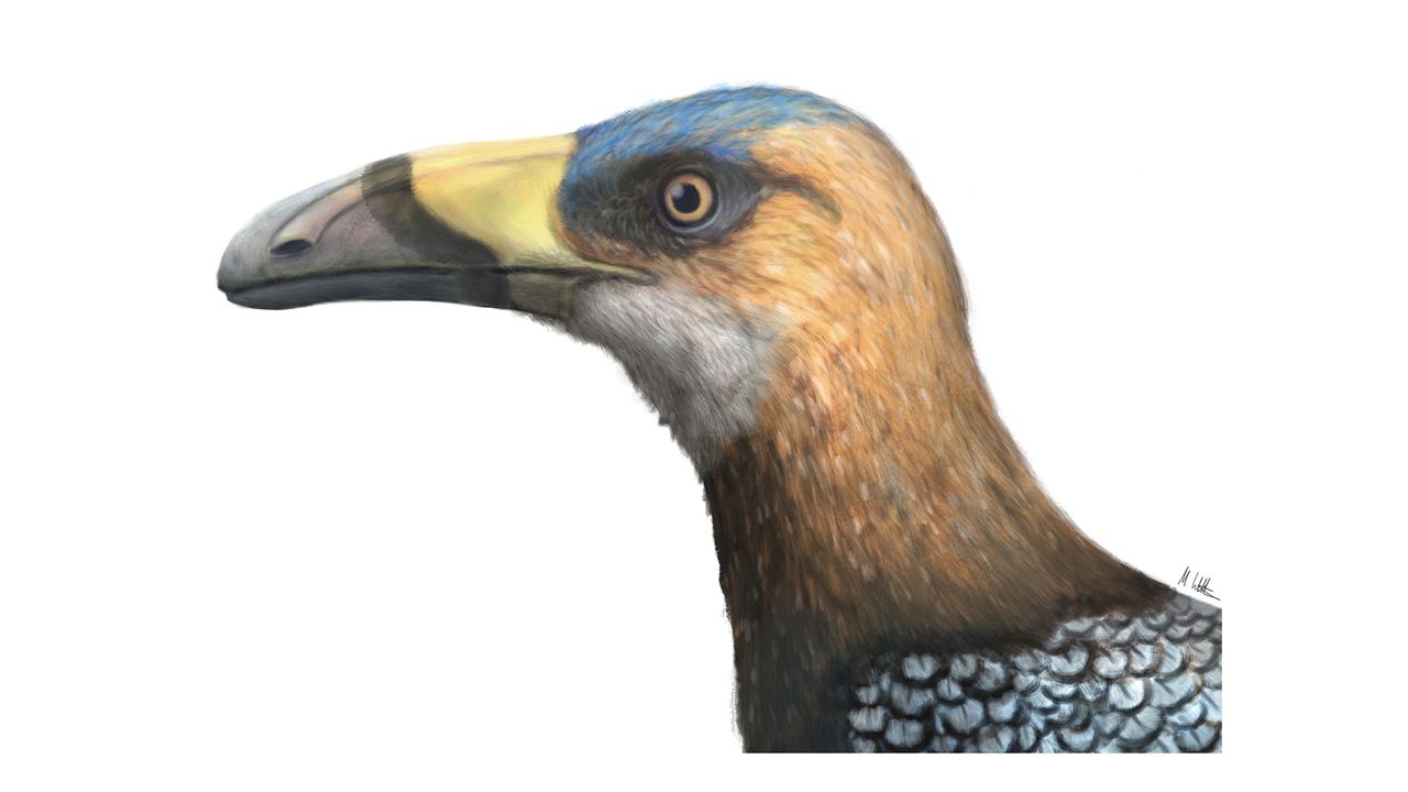 A profile of the toucan-beaked bird Falcatakely forsterae.