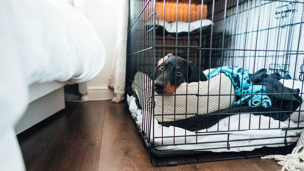 4 imaginative ways to hide a dog crate | PetsRadar