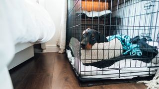 Dog in their crate