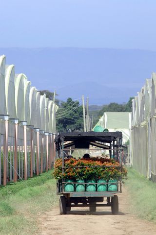 Kenyan flower farmers