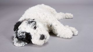 Hypoallergenic dog breeds - Portuguese Water Dog lying on its side