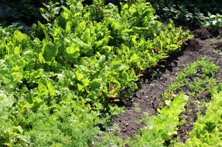 lettuce growing a garden