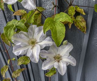 Clematis in flower with yellow and brown foliage