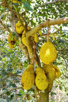 Large Jackfruit Tree