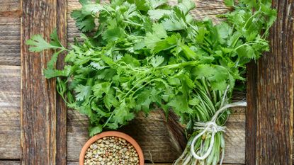 how to grow cilantro