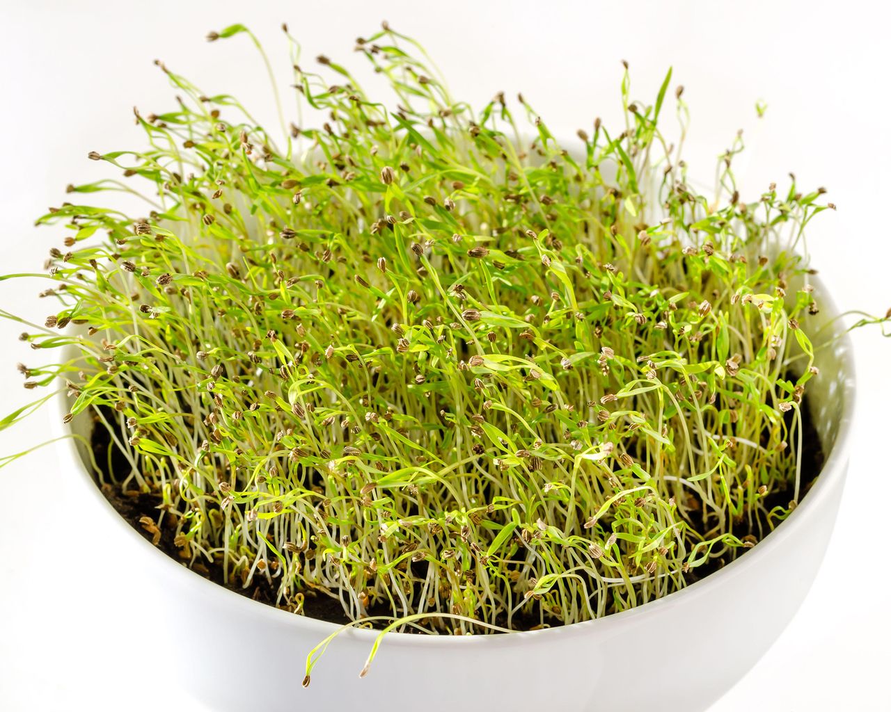 Best microgreens to grow indoors 12 easy crops to try Gardeningetc