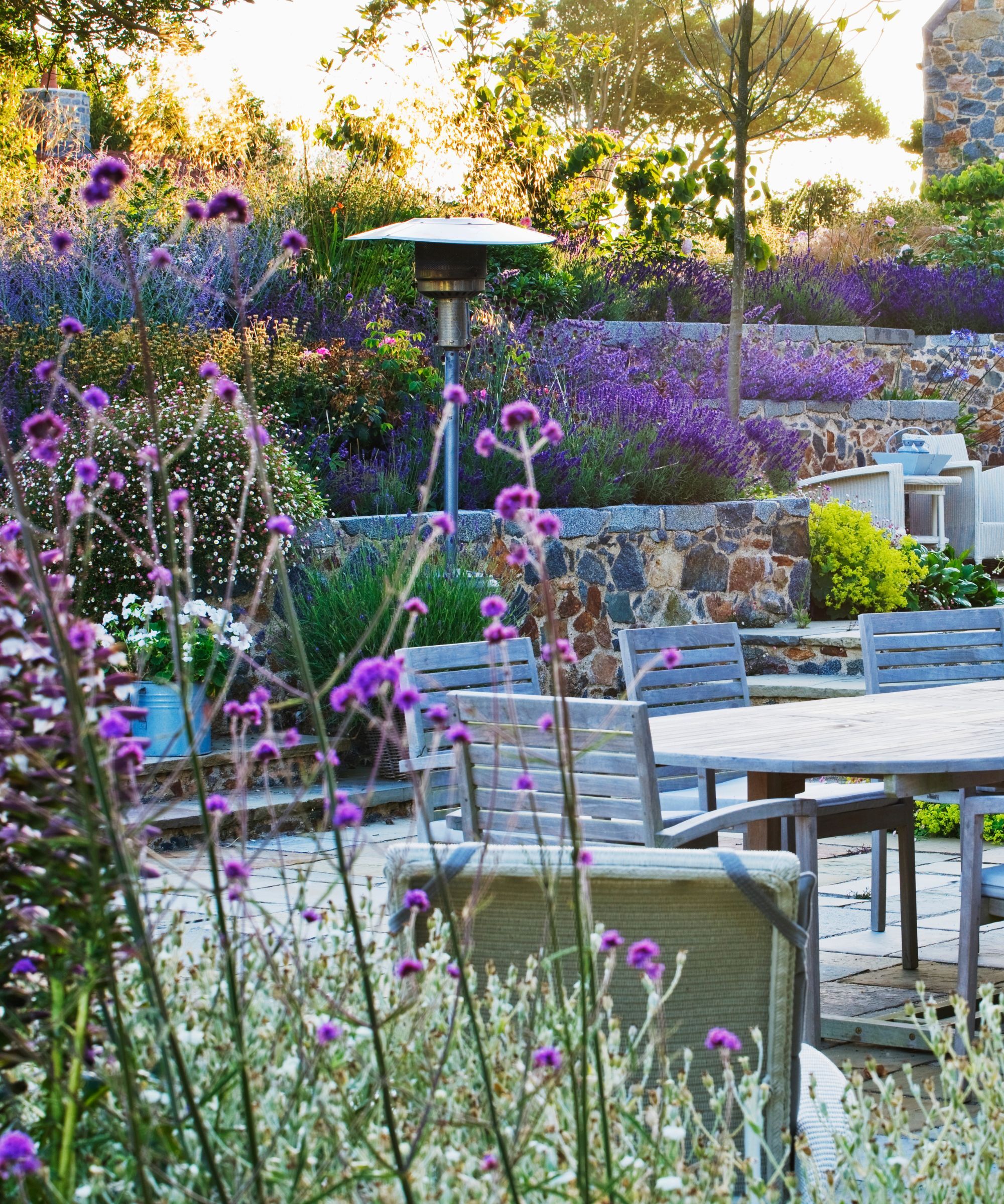 Verbena in a backyard