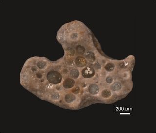 Fossilized bubbles formed by cyanobacteria some 1.6 billion years ago were found in the so-caled Vindhyan supergroup in central India. 