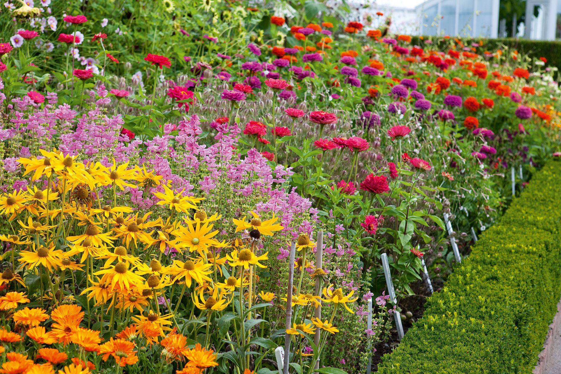 colorful cut flower garden