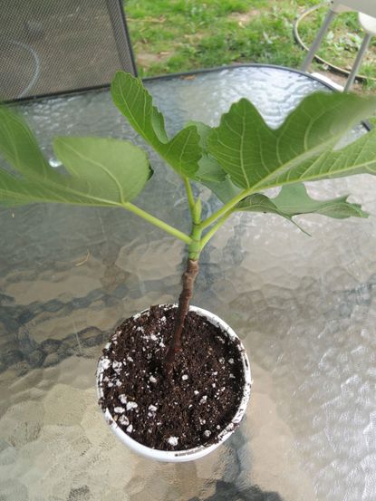 Small Potted Fit Tree
