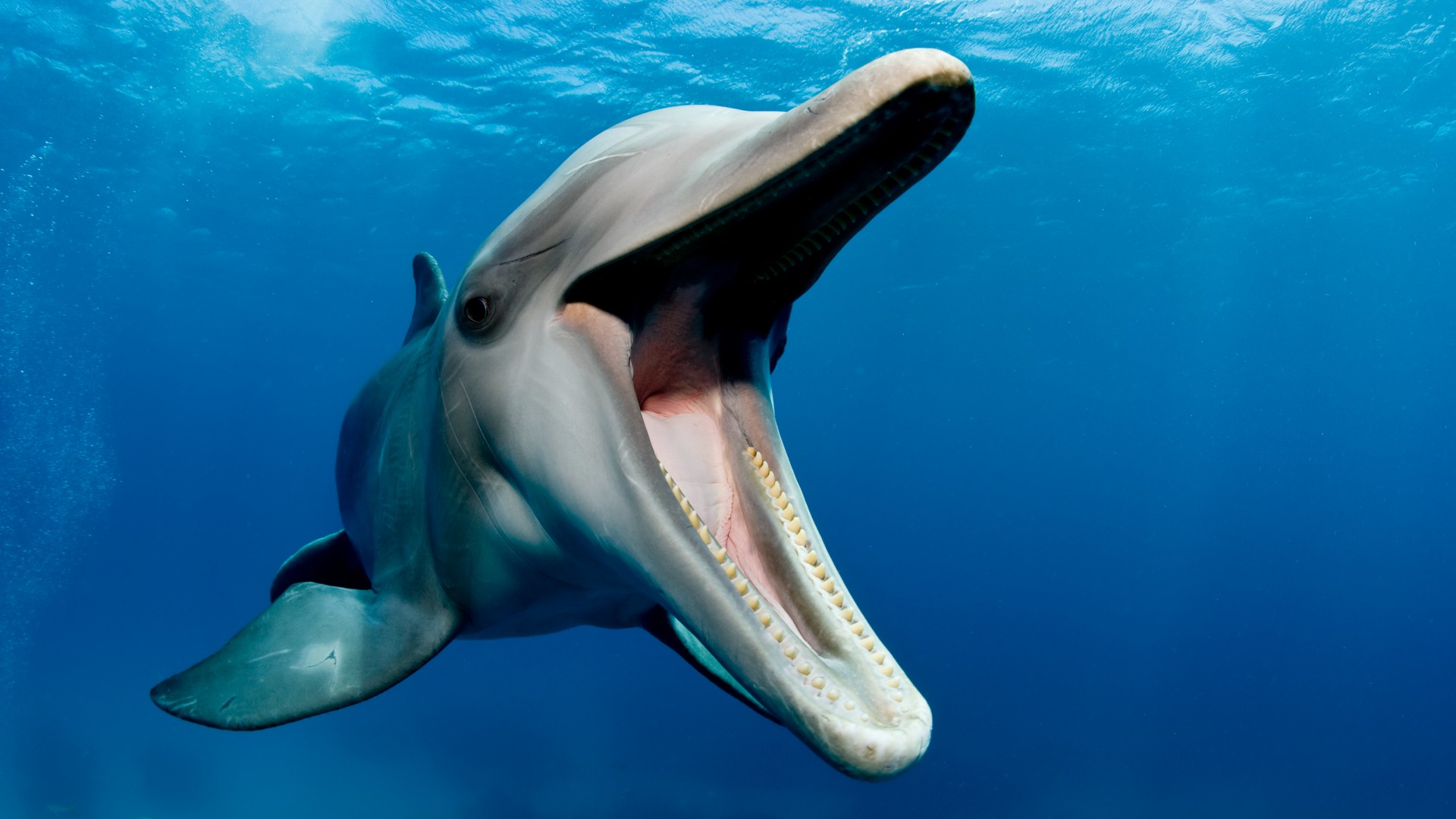 Close-up view of a dolphin