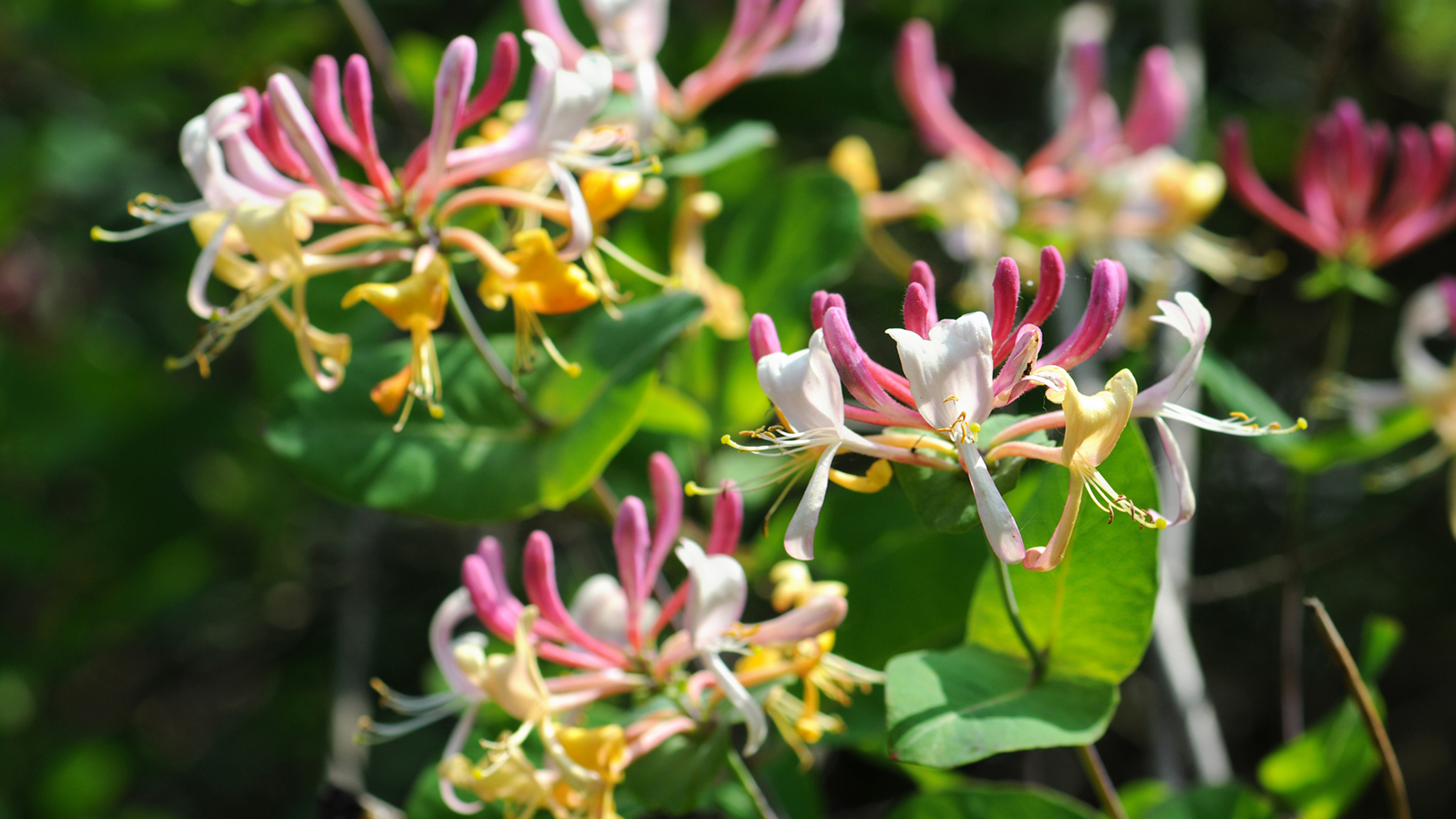 close up of Honeysuckle (Temperate Flower) with three pink, white and yellow blooms with green leaves