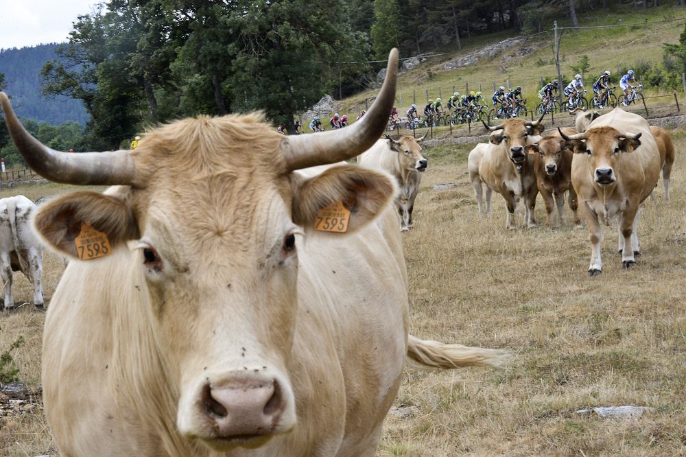 Cattle along the route have a front-row seat.