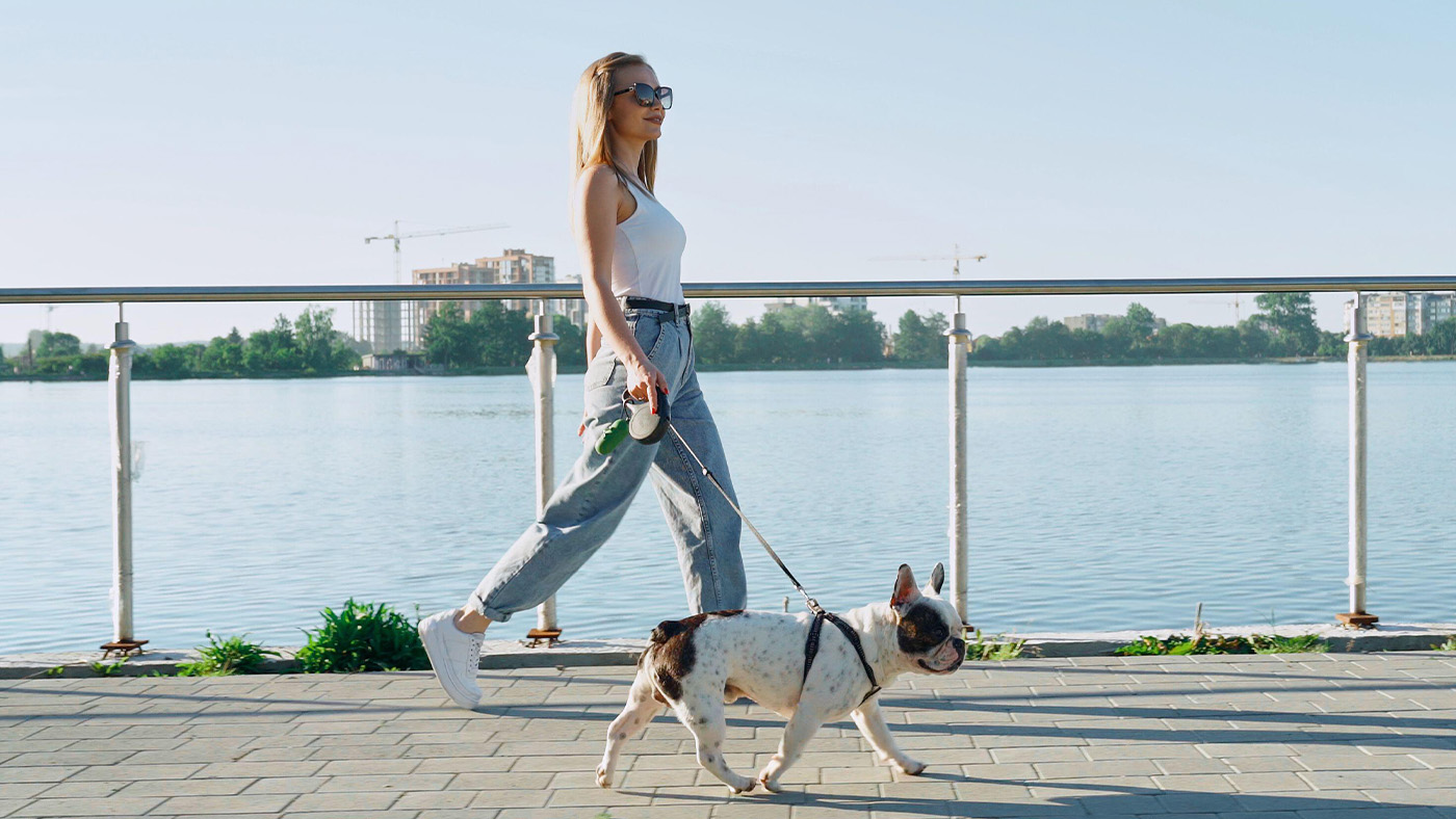 Woman walking French Bulldog on leash