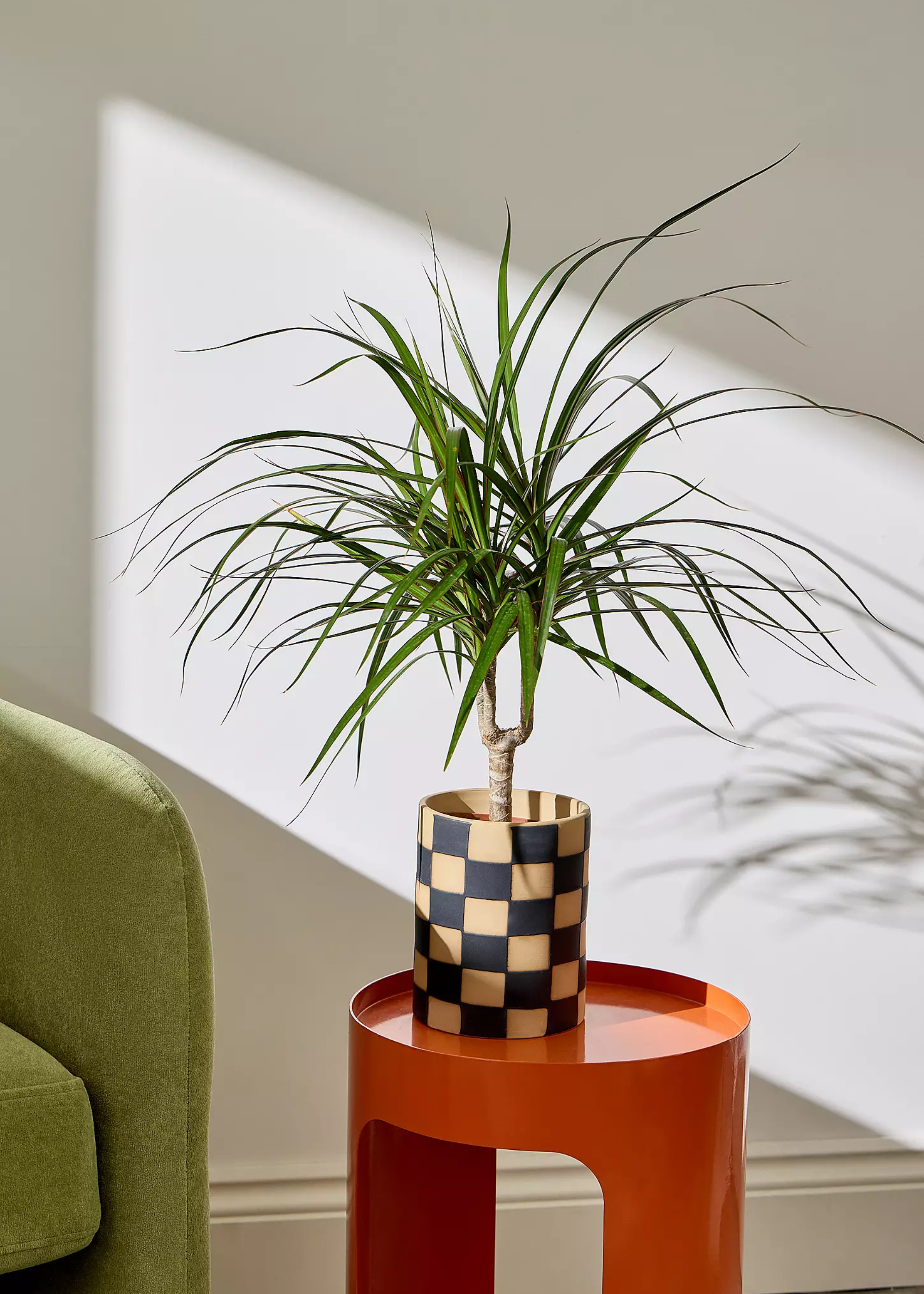 An orange side table with a medium dragon tree houseplant in a checkerboard planter